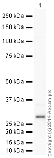 Western blot - HRP Anti-SDHB antibody [EPR10880] (AB198329), expandable thumbnail