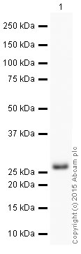 Western blot - HRP Anti-Securin antibody [EPR3240] (AB199239), expandable thumbnail