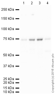Western blot - HRP Anti-SENP1 antibody [EPR3844] (AB201814)