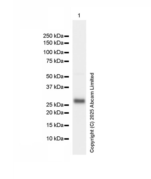 Western blot - HRP Anti-Serum Amyloid P/SAP antibody [EP1018Y] (AB323994), expandable thumbnail