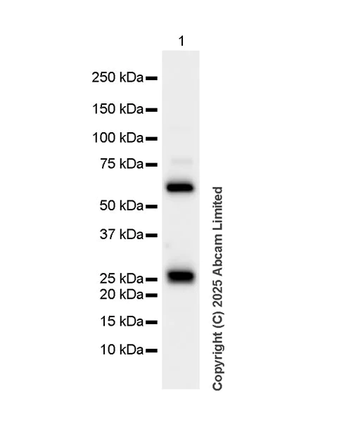 Western blot - HRP Anti-Serum Amyloid P/SAP antibody [EP1018Y] (AB323994)