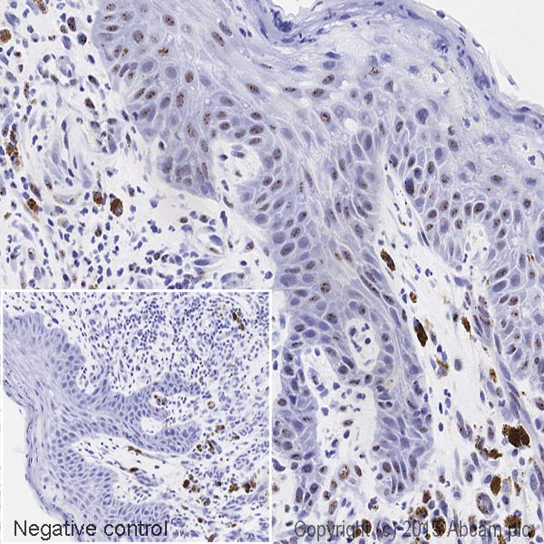 Immunohistochemistry (Formalin/PFA-fixed paraffin-embedded sections) - HRP Anti-SF3a66 antibody [4G8] (AB201747)
