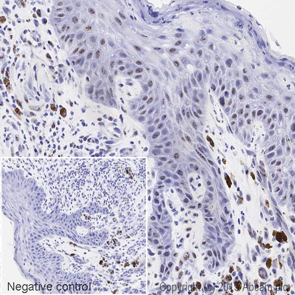 Immunohistochemistry (Formalin/PFA-fixed paraffin-embedded sections) - HRP Anti-SF3a66 antibody [4G8] (AB201747)
