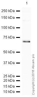 Western blot - HRP Anti-SHP1 antibody [Y476] (AB205427)