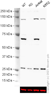 Western blot - HRP Anti-SHP1 antibody [Y476] (AB205427)