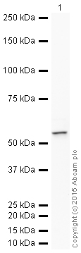 Western blot - HRP Anti-Smad3 antibody [EP568Y] (AB204462), expandable thumbnail