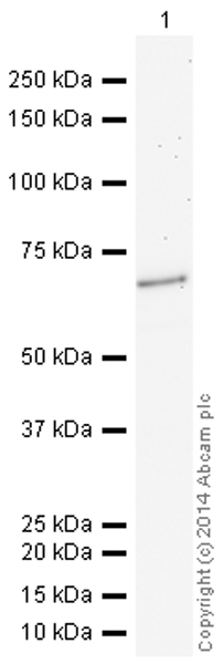 Western blot - HRP Anti-Smad4 antibody [EP618Y] (AB195554), expandable thumbnail