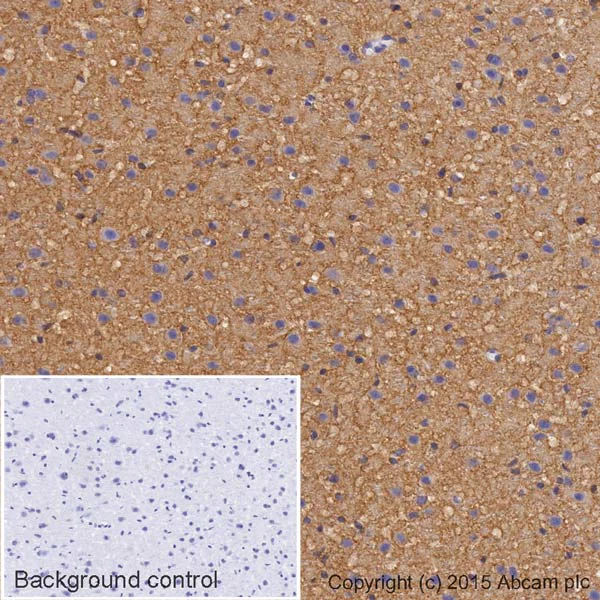 Immunohistochemistry (Formalin/PFA-fixed paraffin-embedded sections) - HRP Anti-Sodium Potassium ATPase antibody [EP1845Y] - Plasma Membrane Loading Control (AB185065)