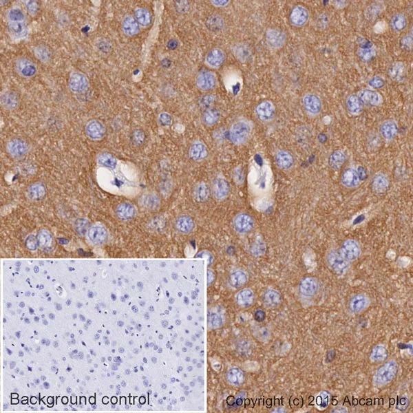 Immunohistochemistry (Formalin/PFA-fixed paraffin-embedded sections) - HRP Anti-Sodium Potassium ATPase antibody [EP1845Y] - Plasma Membrane Loading Control (AB185065)