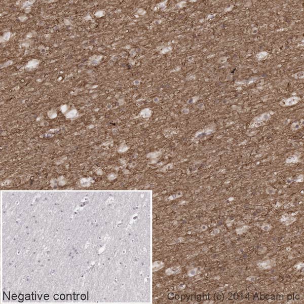 Immunohistochemistry (Formalin/PFA-fixed paraffin-embedded sections) - HRP Anti-Sodium Potassium ATPase antibody [EP1845Y] - Plasma Membrane Loading Control (AB185065)