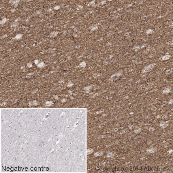 Immunohistochemistry (Formalin/PFA-fixed paraffin-embedded sections) - HRP Anti-Sodium Potassium ATPase antibody [EP1845Y] - Plasma Membrane Loading Control (AB185065)