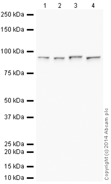 Western blot - HRP Anti-STAT1 alpha antibody [EPYR2154] (AB193891), expandable thumbnail
