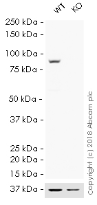 Western blot - HRP Anti-STAT1 alpha antibody [EPYR2154] (AB193891), expandable thumbnail
