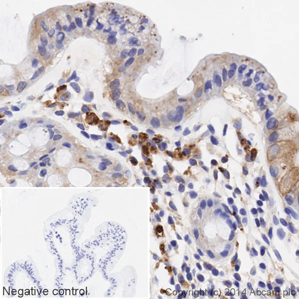 Immunohistochemistry (Formalin/PFA-fixed paraffin-embedded sections) - HRP Anti-STAT3 antibody [EPR787Y] (AB194307)