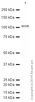 Western blot - HRP Anti-STAT6 antibody [YE361] (AB196480)