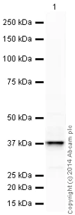 Western blot - HRP Anti-STING antibody [EPR13130] (AB198951)