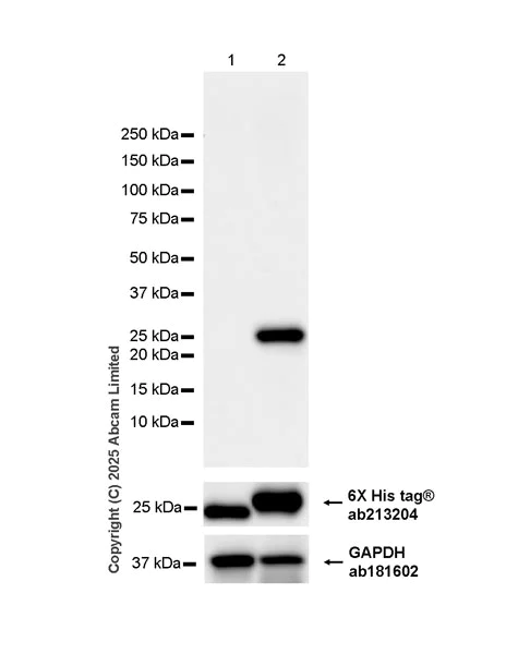 Western blot - HRP Anti-Strep-tag II antibody [EPR28119-43] (AB324294)