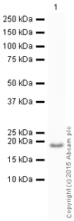 Western blot - HRP Anti-Superoxide Dismutase 1 antibody [EP1727Y] (AB199453)