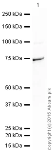 Western blot - HRP Anti-Syk antibody [EP573Y] (AB198940)
