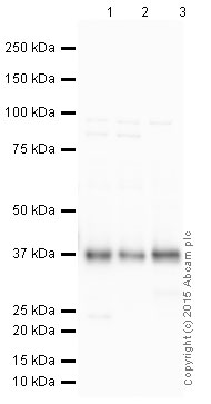 Western blot - HRP Anti-Synaptophysin antibody [YE269] - Synaptic Marker (AB195520), expandable thumbnail