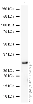 Western blot - HRP Anti-TAF9 antibody [EPR12075(B)] (AB209310)