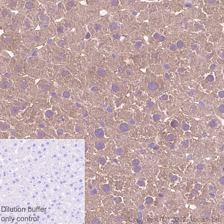 Immunohistochemistry (Formalin/PFA-fixed paraffin-embedded sections) - HRP Anti-Tissue Plasminogen Activator antibody [EPR7232(2)] (AB305217), expandable thumbnail