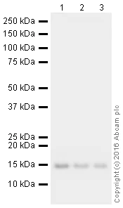 Western blot - HRP Anti-TOMM20 antibody [EPR15581-54] - Mitochondrial Marker (AB209951)