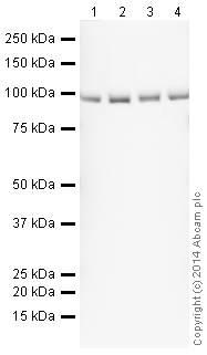 Western blot - HRP Anti-Topoisomerase I antibody [EPR5375] (AB196642)