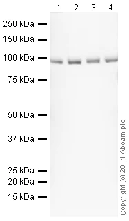 Western blot - HRP Anti-Topoisomerase I antibody [EPR5375] (AB196642)