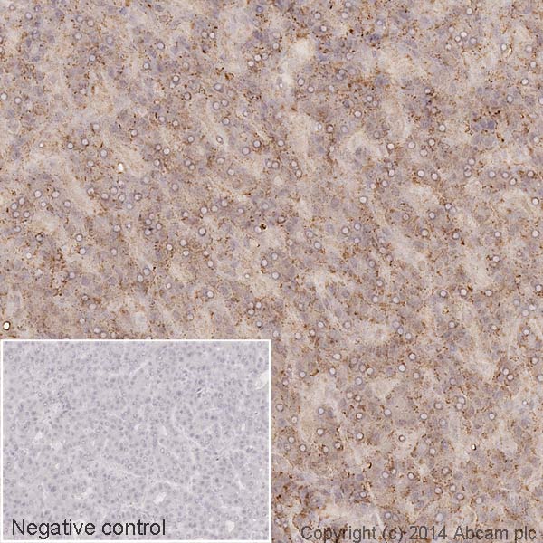 Immunohistochemistry (Formalin/PFA-fixed paraffin-embedded sections) - HRP Anti-Transferrin antibody [EPR2932(2)] - Serum Loading Control (AB185070), expandable thumbnail
