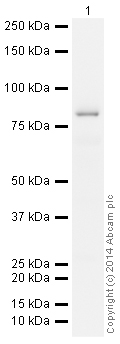 Western blot - HRP Anti-Transferrin antibody [EPR2932(2)] - Serum Loading Control (AB185070), expandable thumbnail