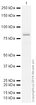 Western blot - HRP Anti-Transferrin antibody [EPR2932(2)] - Serum Loading Control (AB185070)