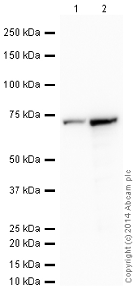 Western blot - HRP Anti-Transketolase antibody [7H1AA1] (AB198310)