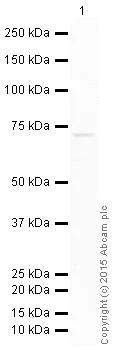 Western blot - HRP Anti-TRIM25/EFP antibody [EPR7315] (AB200788)