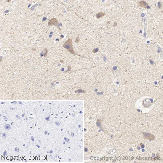 Immunohistochemistry (Formalin/PFA-fixed paraffin-embedded sections) - HRP Anti-Tryptophan Hydroxylase/TPH antibody [EP1311Y] (AB237450)