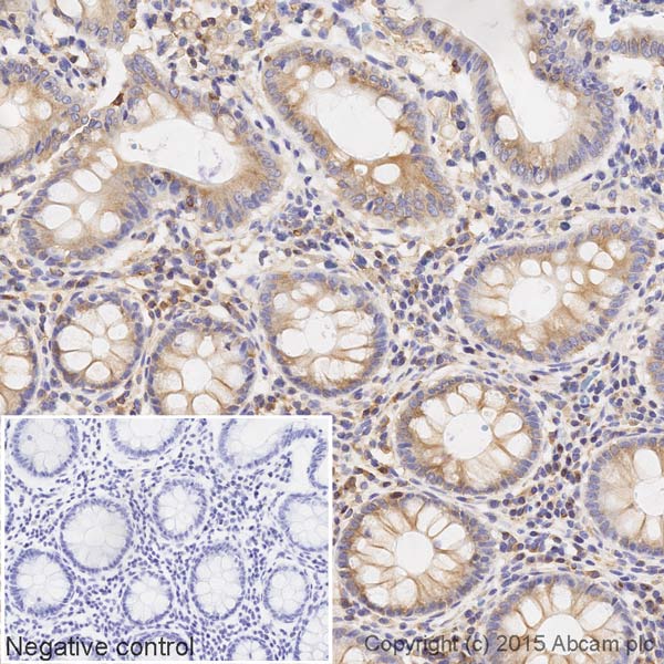 Immunohistochemistry (Formalin/PFA-fixed paraffin-embedded sections) - HRP Anti-Tubulin antibody [YL1/2] - Loading Control (AB197740)