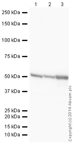 Western blot - HRP Anti-Tubulin antibody [YOL1/34] - Loading Control (AB196583)