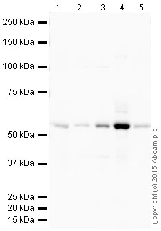 Western blot - HRP Anti-TXNRD1 antibody [EPNCIR129] (AB203464)