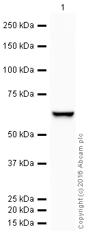 Western blot - HRP Anti-Tyrosine Hydroxylase antibody [EP1532Y] - Neuronal Marker (AB207673)