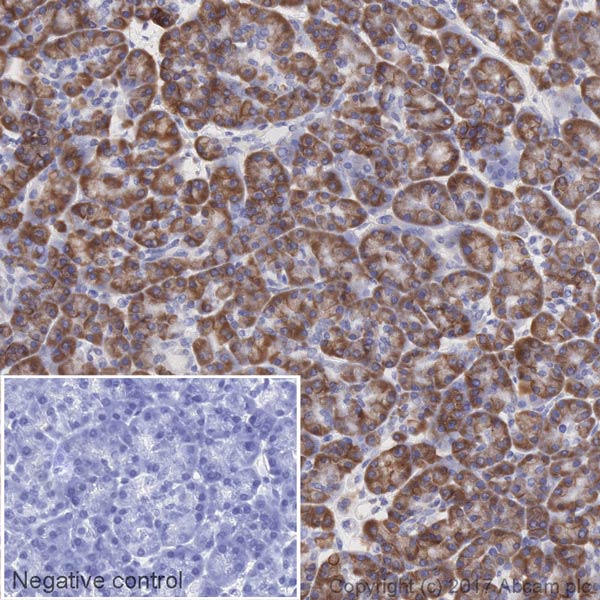 Immunohistochemistry (Formalin/PFA-fixed paraffin-embedded sections) - HRP Anti-UBA52 antibody [EPR4546] (AB208736), expandable thumbnail