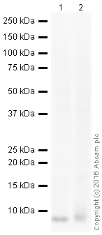 Western blot - HRP Anti-UBA52 antibody [EPR4546] (AB208736), expandable thumbnail