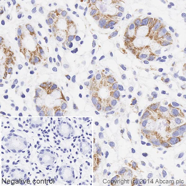 Immunohistochemistry (Formalin/PFA-fixed paraffin-embedded sections) - HRP Anti-Ubiquinol-Cytochrome C Reductase Core Protein I antibody [16D10AD9AH5] (AB197968)