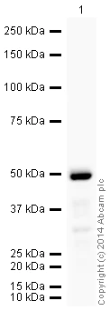 Western blot - HRP Anti-Ubiquinol-Cytochrome C Reductase Core Protein I antibody [16D10AD9AH5] (AB197968)