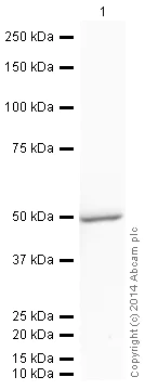 Western blot - HRP Anti-Ubiquinol-Cytochrome C Reductase Core Protein I antibody [16D10AD9AH5] (AB197968)