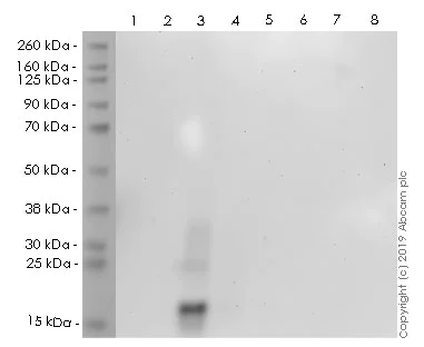 Western blot - HRP Anti-Ubiquitin (linkage-specific K27) antibody [EPR17034] (AB237256)