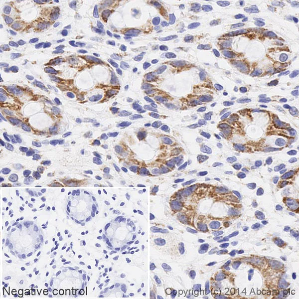 Immunohistochemistry (Formalin/PFA-fixed paraffin-embedded sections) - HRP Anti-UQCRC2 antibody [13G12AF12BB11] (AB197954)