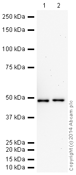 Western blot - HRP Anti-UQCRC2 antibody [13G12AF12BB11] (AB197954), expandable thumbnail