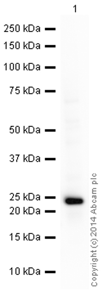 Western blot - HRP Anti-UQCRFS1/RISP antibody [5A5] (AB198392), expandable thumbnail