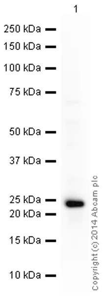 Western blot - HRP Anti-UQCRFS1/RISP antibody [5A5] (AB198392)