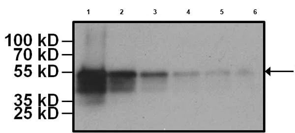 Western blot - HRP Anti-V5 tag antibody [E10/V4RR] (AB173837)